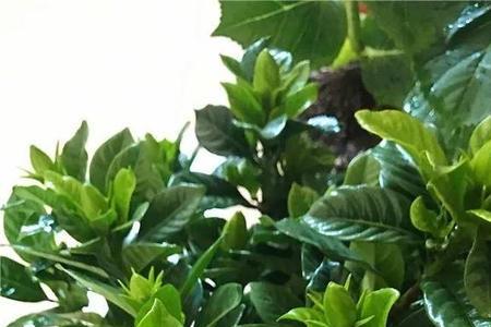炮仗花黄叶可以喷白醋吗