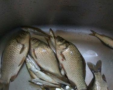 野河秋季钓鲫鱼的3水深