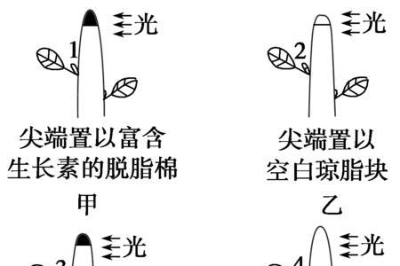 赤霉酸在扦插中的用法