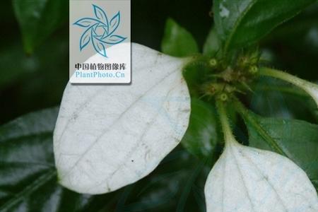 玉叶金花下山桩好养吗