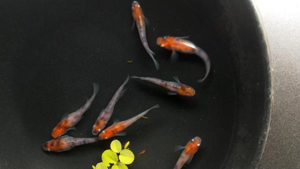 观背青鳉寿命多久