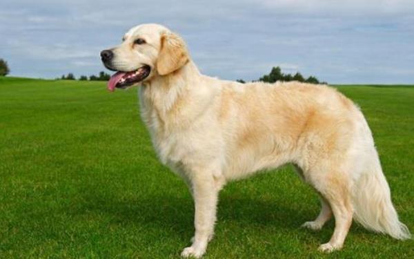 大型犬智商排名