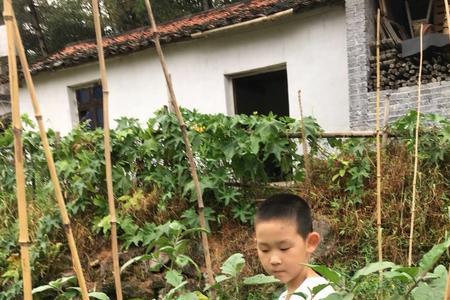 茄子穿上了紫袍是哪一篇课文