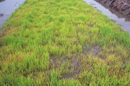 禾杆菌可以规模种植吗