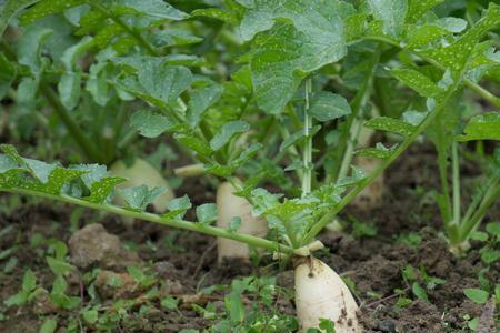 四川白萝卜种植时间和方法