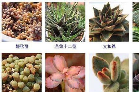 多肉哪个品种好