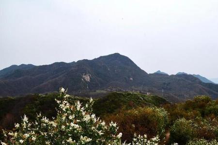秦岭里的白鹃梅几月开