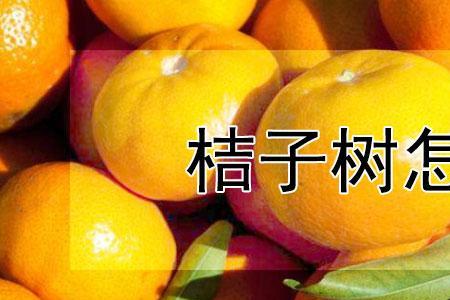 桔子树如何分株