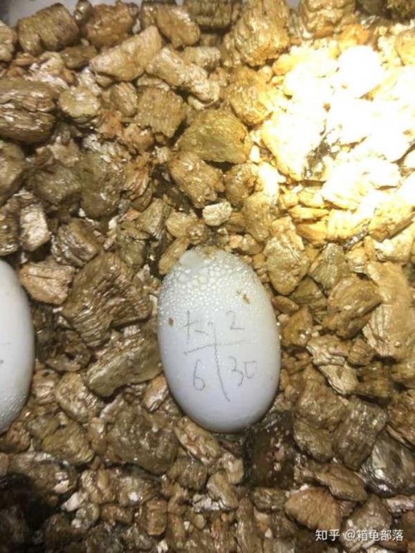 乌龟蛋低于多少度会死