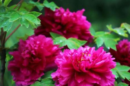 牡丹几月平茬最好