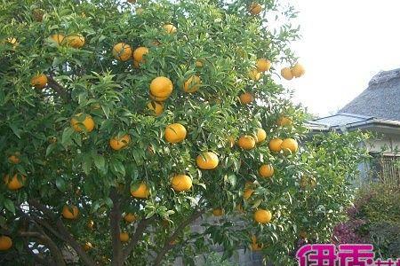 八年柚子树近两年怎不挂果