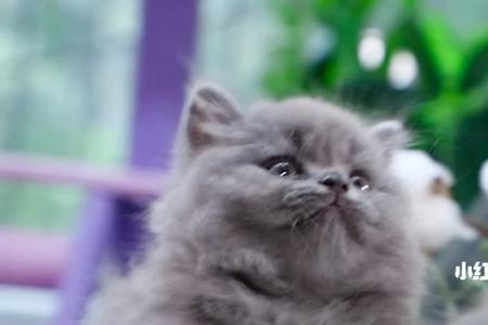 拿破仑蓝猫能长多大