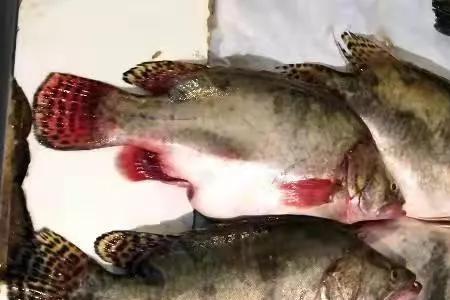 东北冷水鱼品种