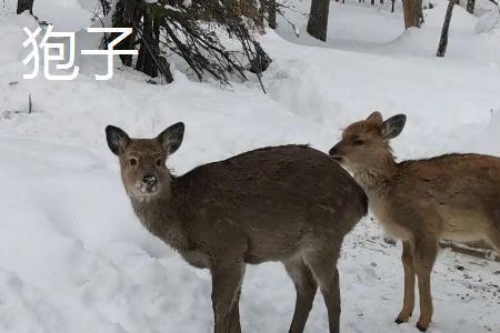 獐和狍子的区别是什么