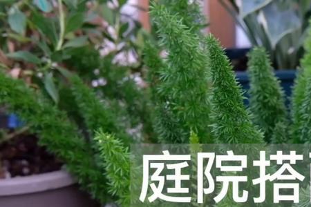 狐尾天门冬开花容易掉怎么回事