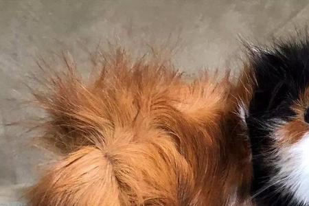 什么是中短荷兰猪