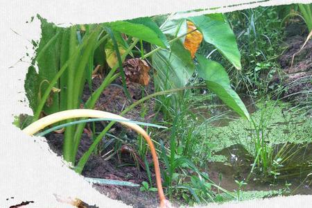 杭州地区芋头什么时候挖