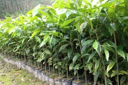 金丝楠木树苗移植几天活