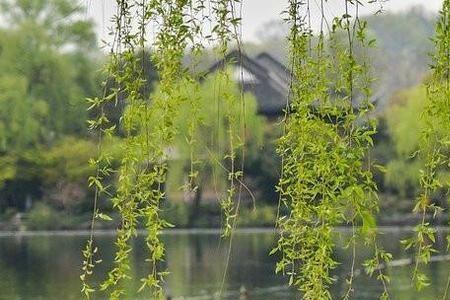 清风穿柳岸下联