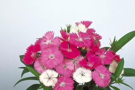 石竹把件可以用菜油代替吗