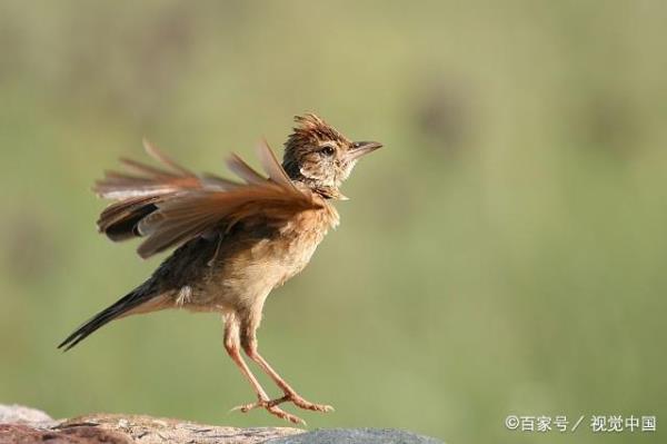 百灵鸟换毛期间怎么管理