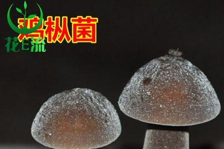 菌包怎么种菌菇才好