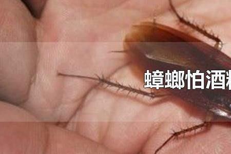 蟑螂怕紫外线吗