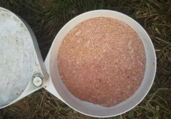 用绿藻钓鱼最佳方法