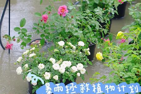 大雨过后什么更什么了
