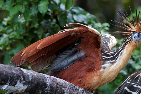 什么东西头上有背上有
