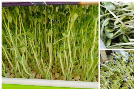 豌豆苗和豆芽的区别