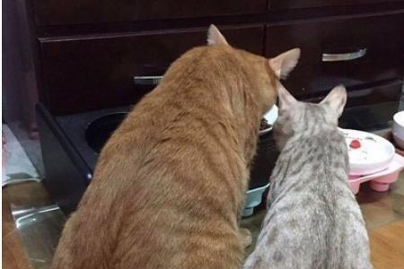 猫吃完饭肚子怎么还是扁扁的