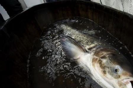 37度高温钓鲢鳙最佳时间