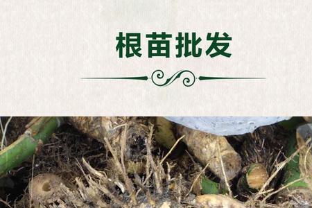 小叶簕竹的根几年能