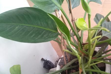 喜林芋多久浇水