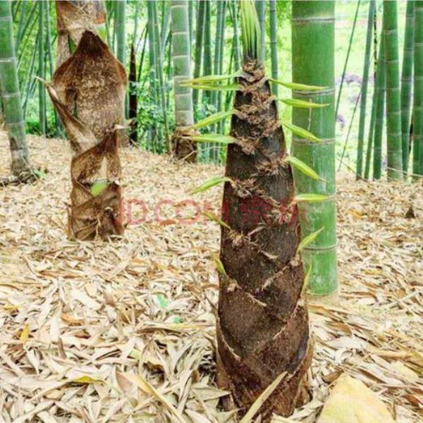 种植竹笋有种子吗