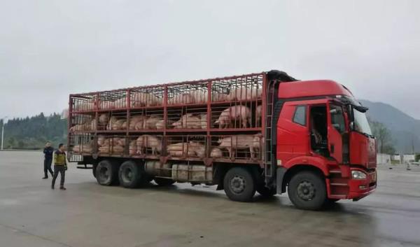 冷藏车拉白条猪肉免高速费吗