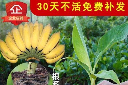 种过粉蕉的土地还可以种香蕉吗