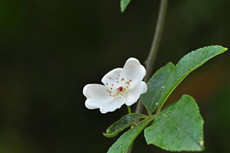 花开荼靡，什么意思