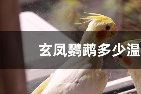 小鹦鹉的体温是多少