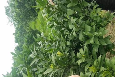 柑橘九月份可以大量断根吗