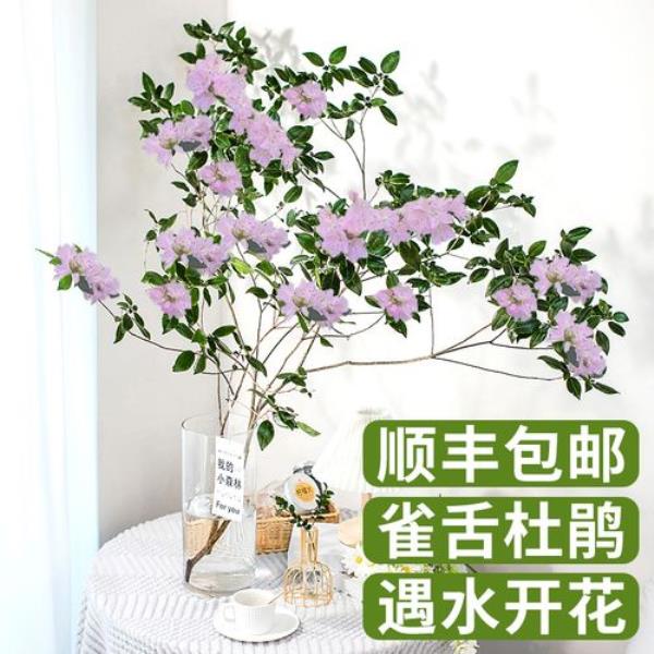 杜鹃水培为什么不出根