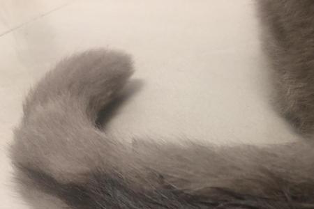 猫尾巴油腻怎么处理