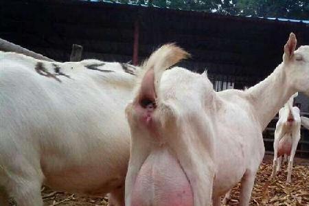 奶山羊和奶羊区别