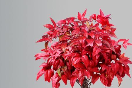 pu皮怕热还是怕冻