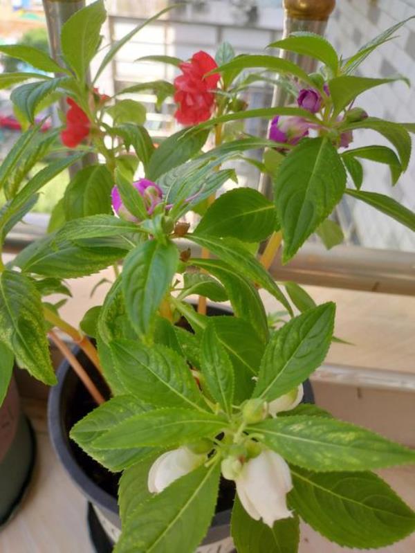 超级凤仙花几月入手