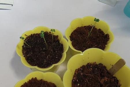 月季一般放多少粒种子