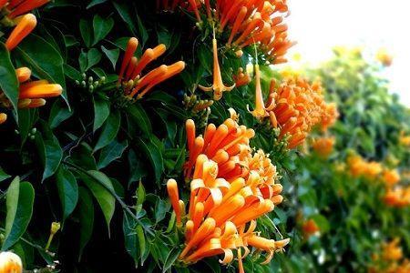 炮仗花能在苏南过冬吗