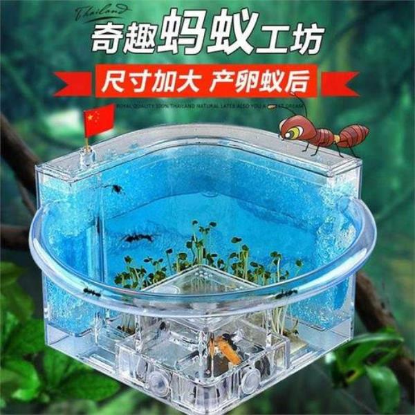 一个蚂蚁窝里最多有几个蚁后