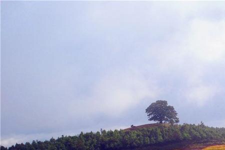 东川的山为什么没有树